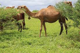 Livestock